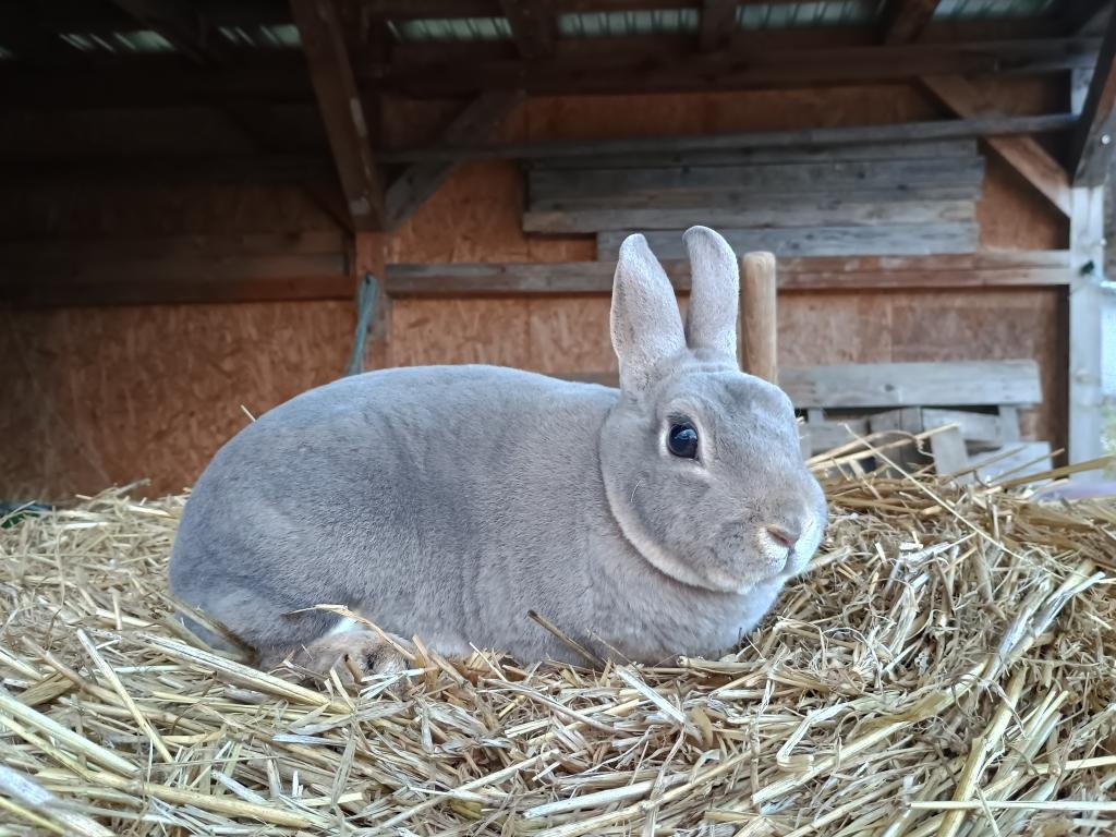 Zakrslý rex divoce modrý s PP - 3