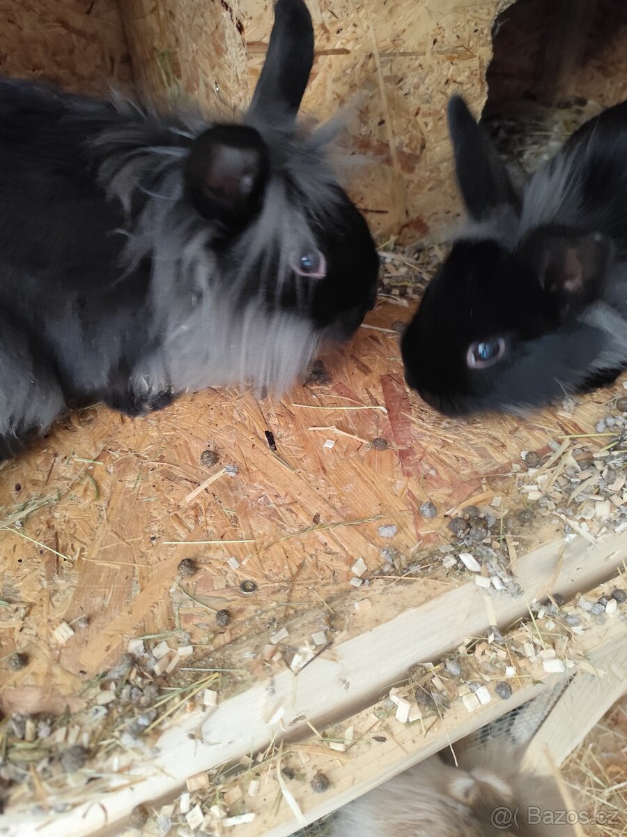 Zakrslý králík - 3