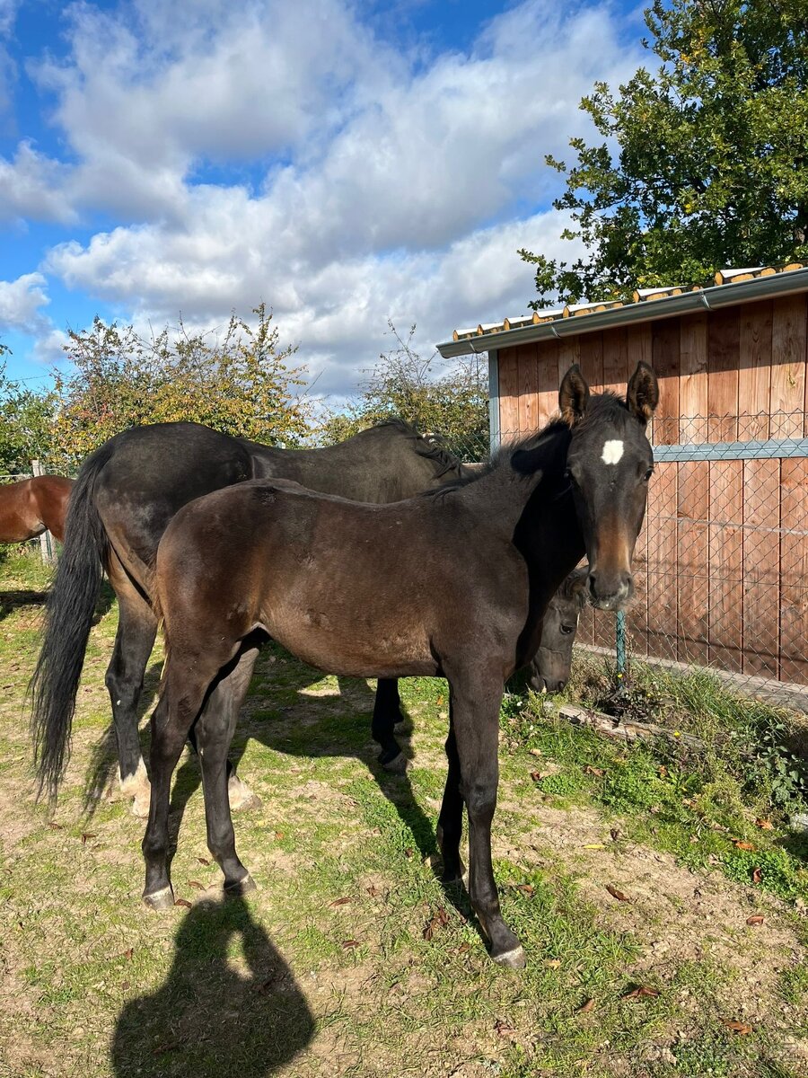 Prodám hřebečka CS - 3