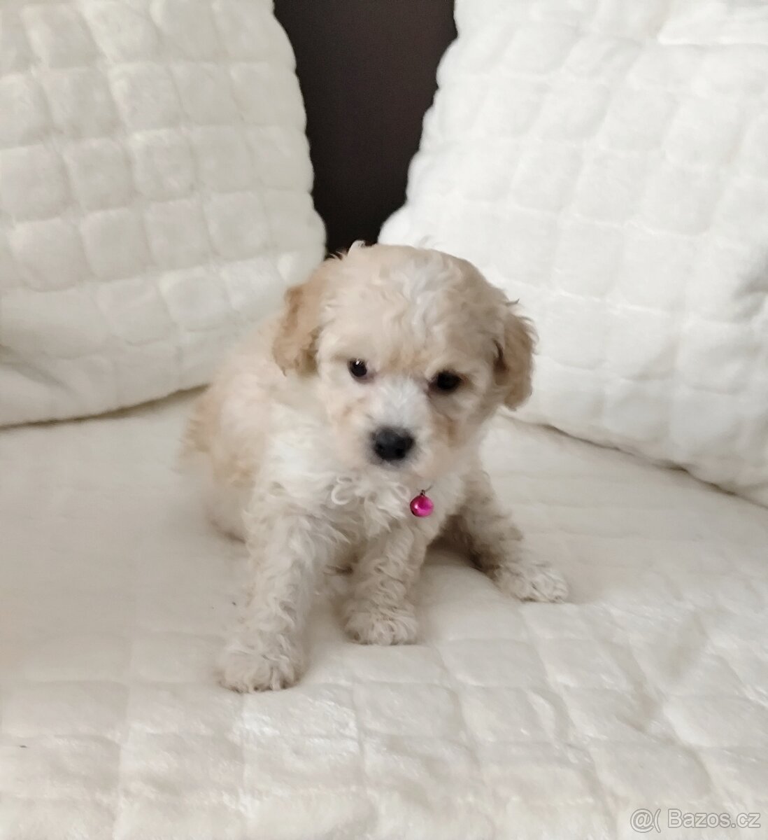Maltipoo - 3