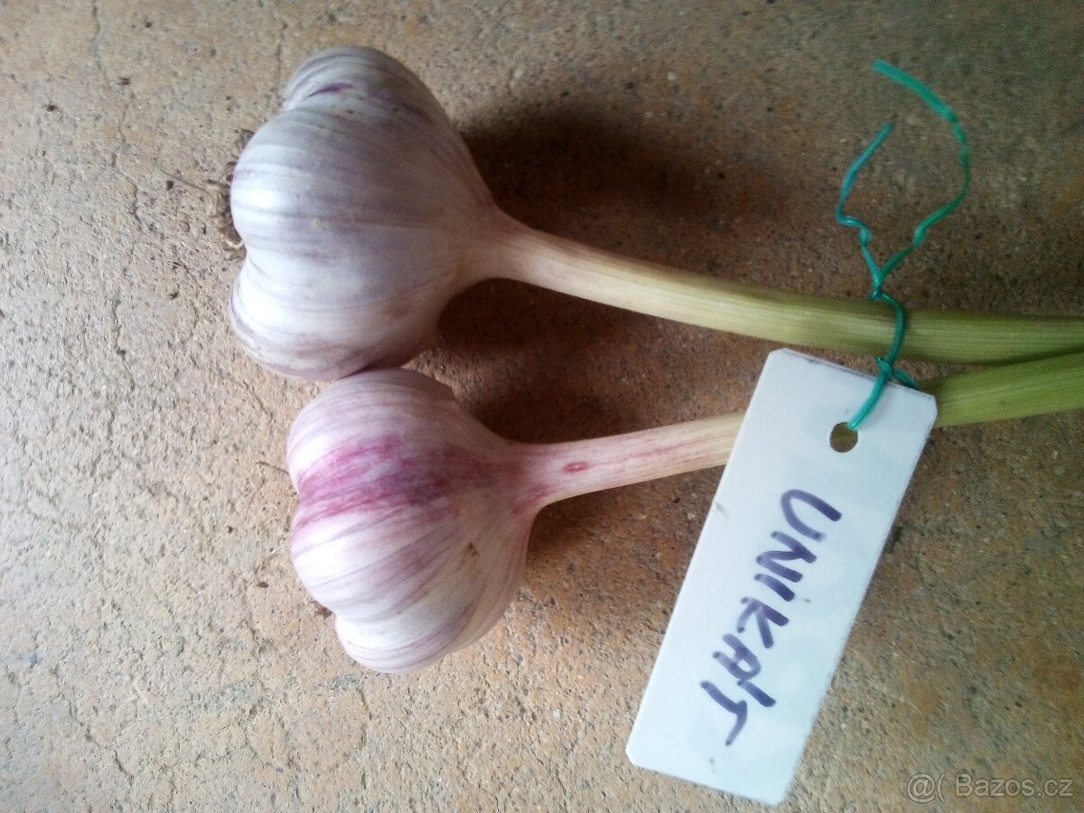 ČESNEK - 3