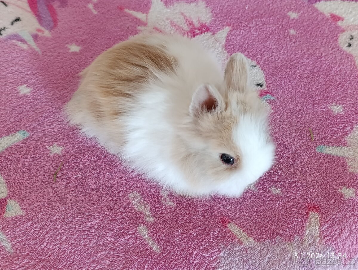 Zakrslý teddy králík - mláďata - 3