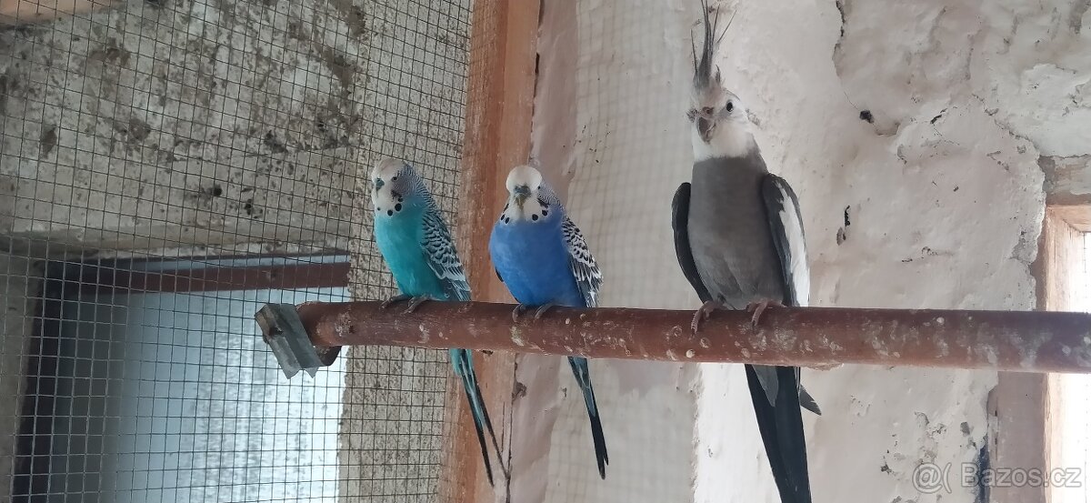 KORELY - ANDULKY - 3