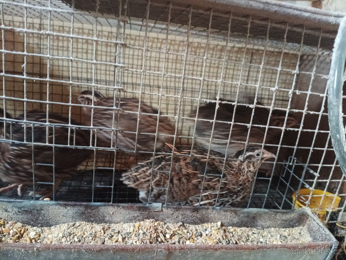 Prodám krepelky - 3