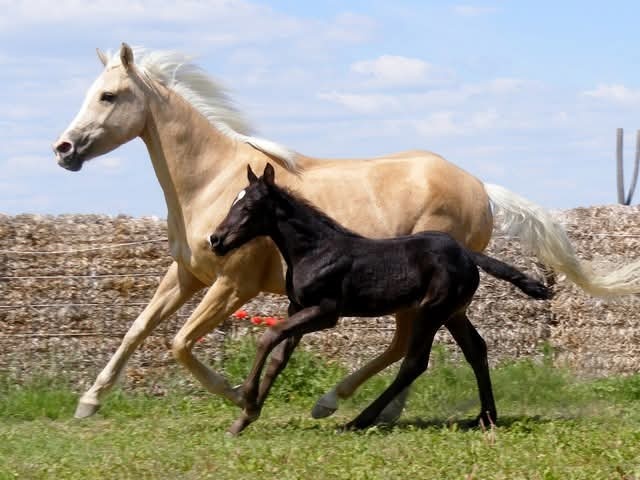 Appaloosa kobyla - 3