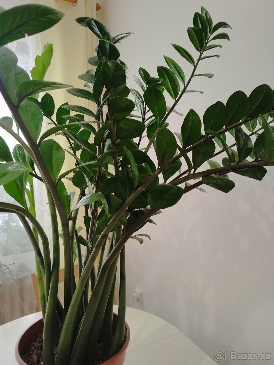 Zamioculcas výška rostliny bez květináče: 100 cm - 3