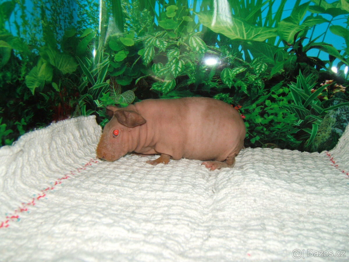 Skini - morčata - 3