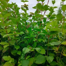 Prodám zakořeněný výhon Svídy krvavé (Cornus Sanguinea) - 3