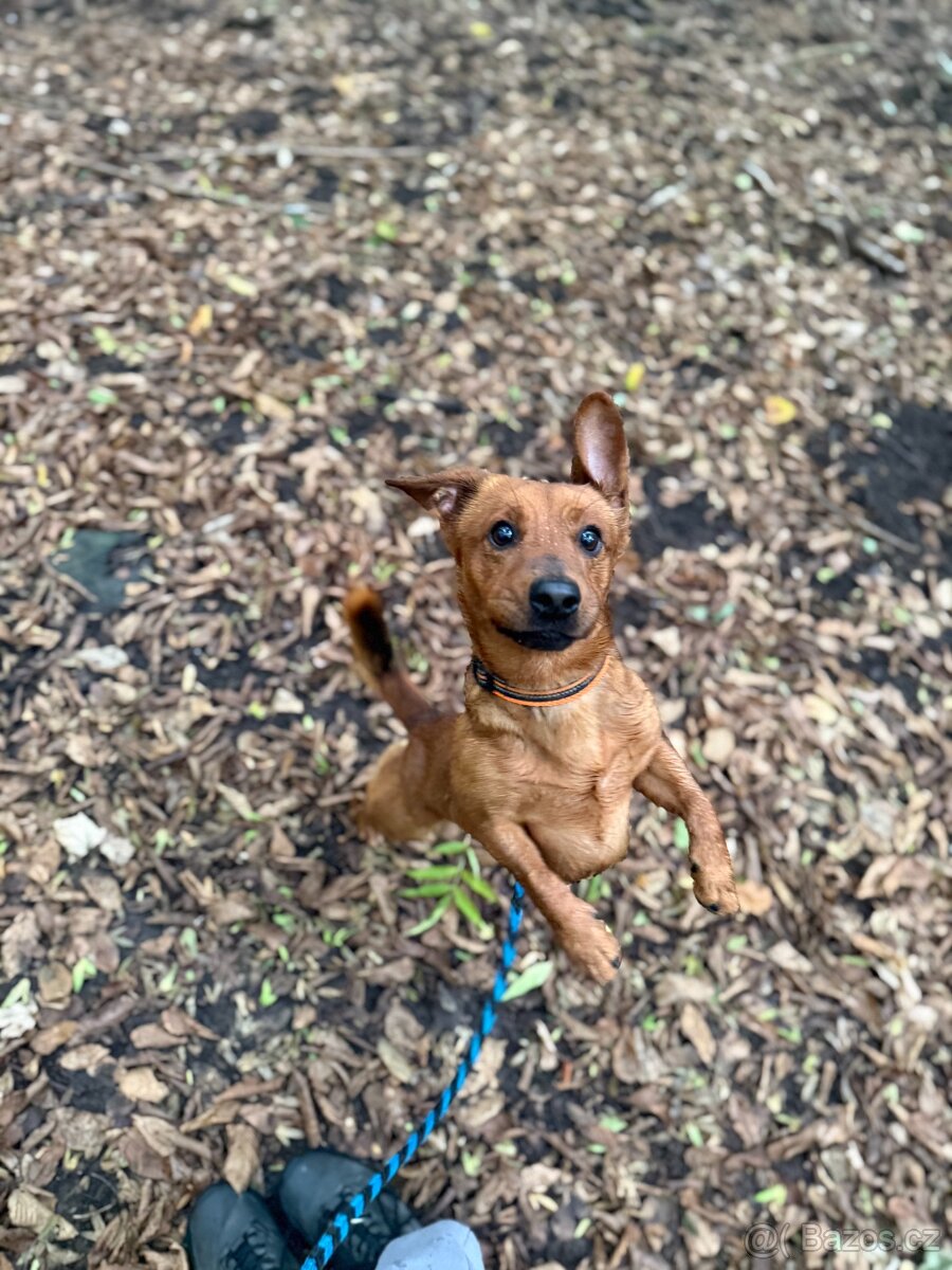 Simba - temperamentní pes, 2 roky, x jezevčík - 3