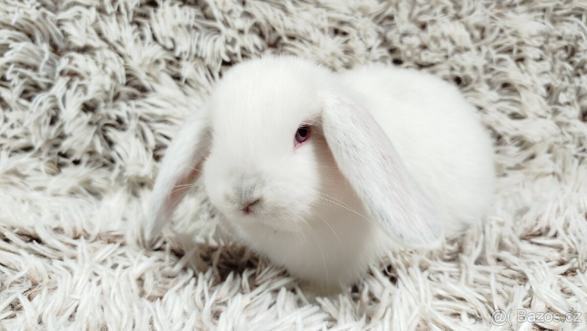 Zakrslý beránek, králíček, králík - MOLLY - 3