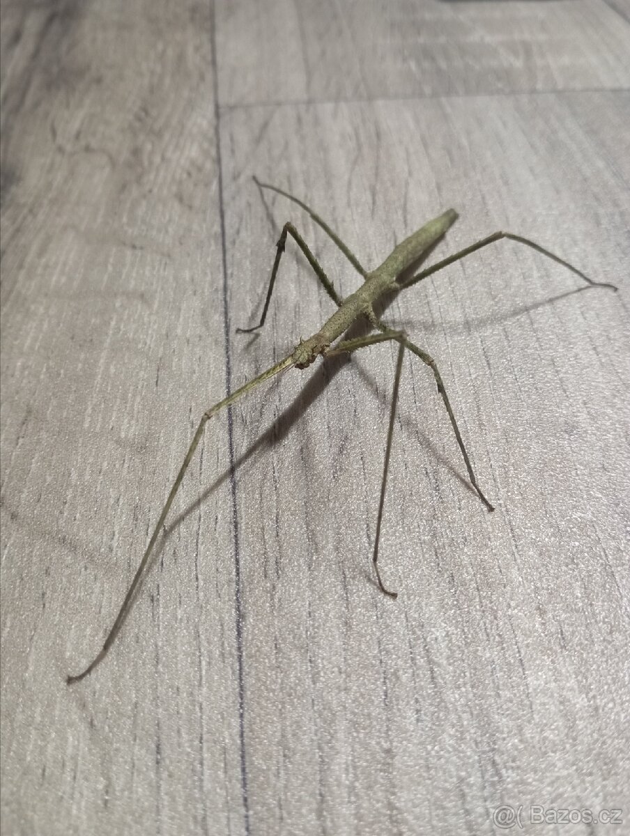 Pakobylka indická - 3