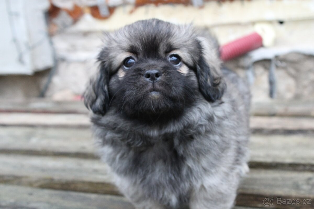 Tibetský španěl s PP - 3