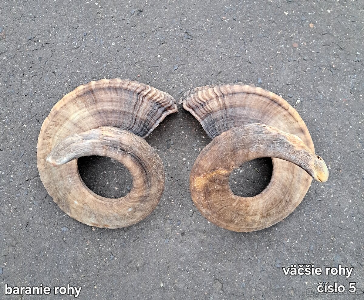 Trofeje, rohy 25-70cm - 3