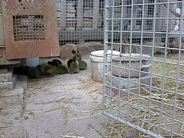 indický běžec - 3