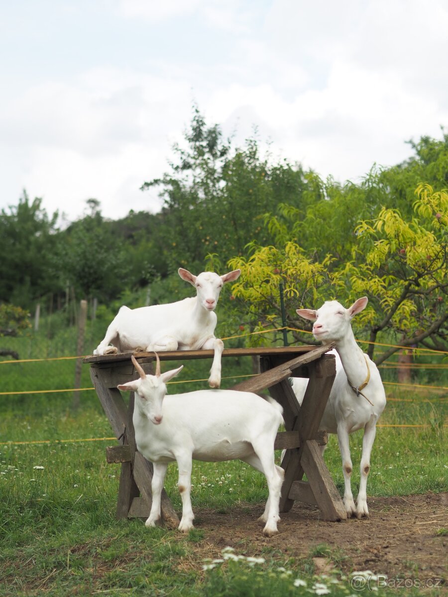 Prodám čistokrevné české bílé kozy - matka + dvě dcery - 3