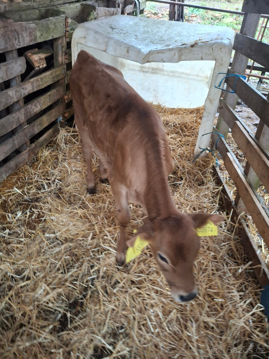 Prodám jalovičku jersey 100% - 3