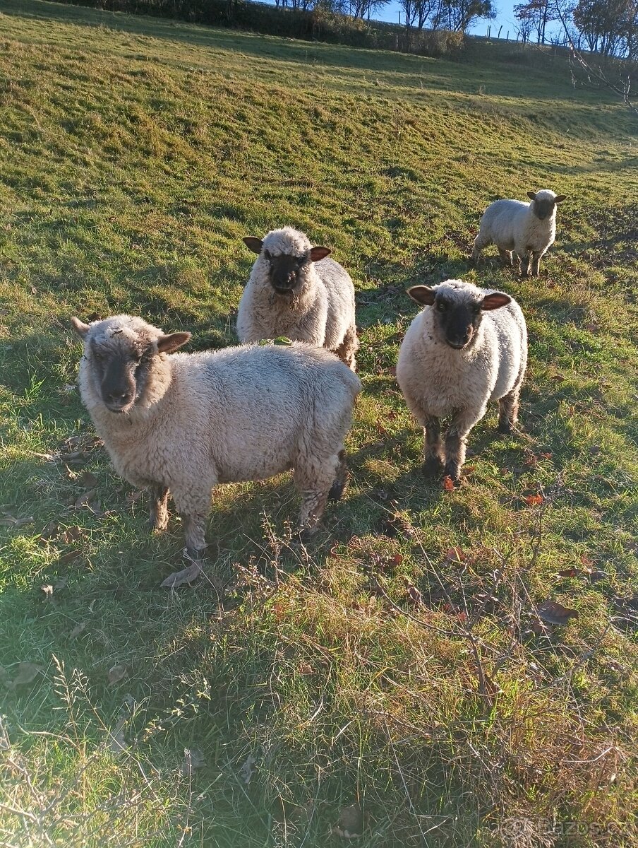 Prodám jehňata Oxford Down (100%) - 3