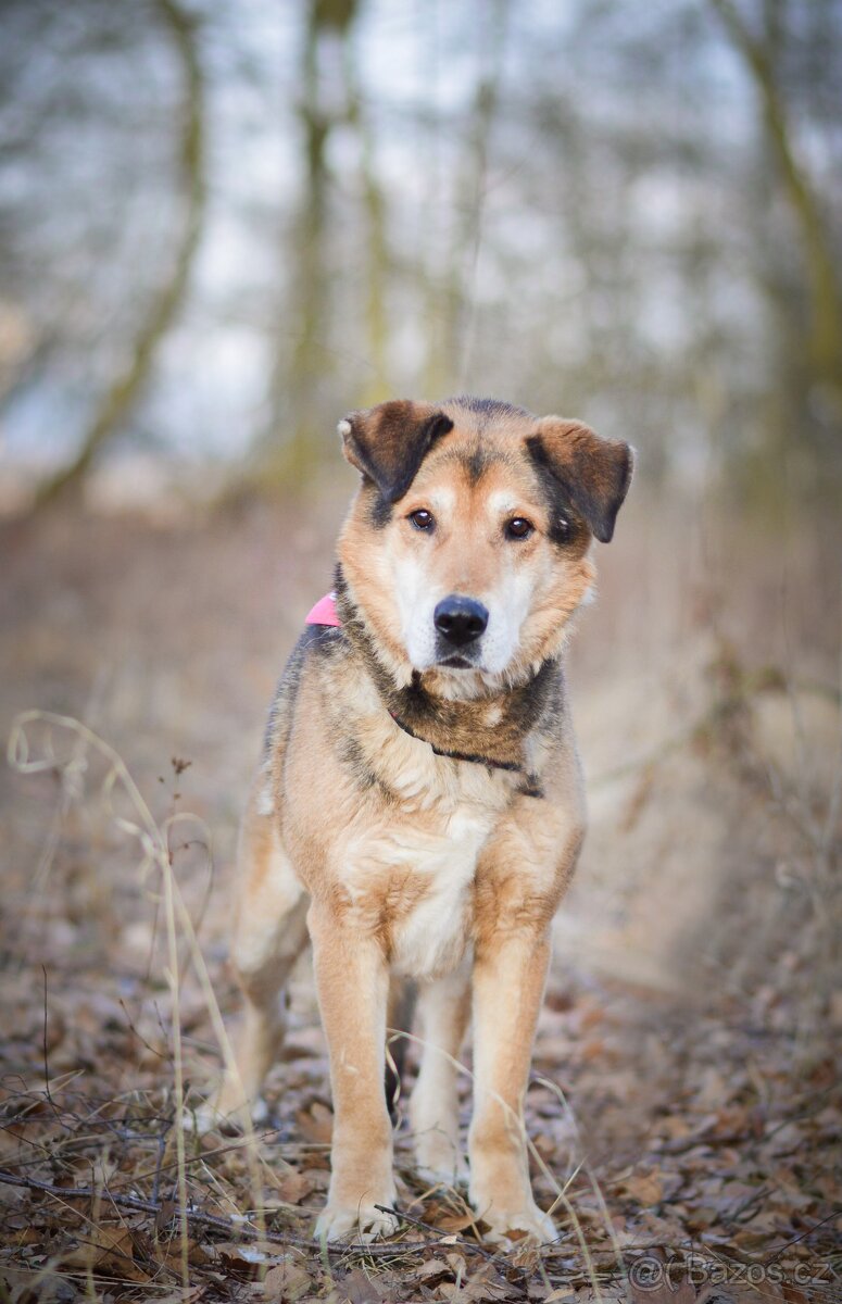 Rexík - ovčák co nechce odejít sám. 12 let. - 3