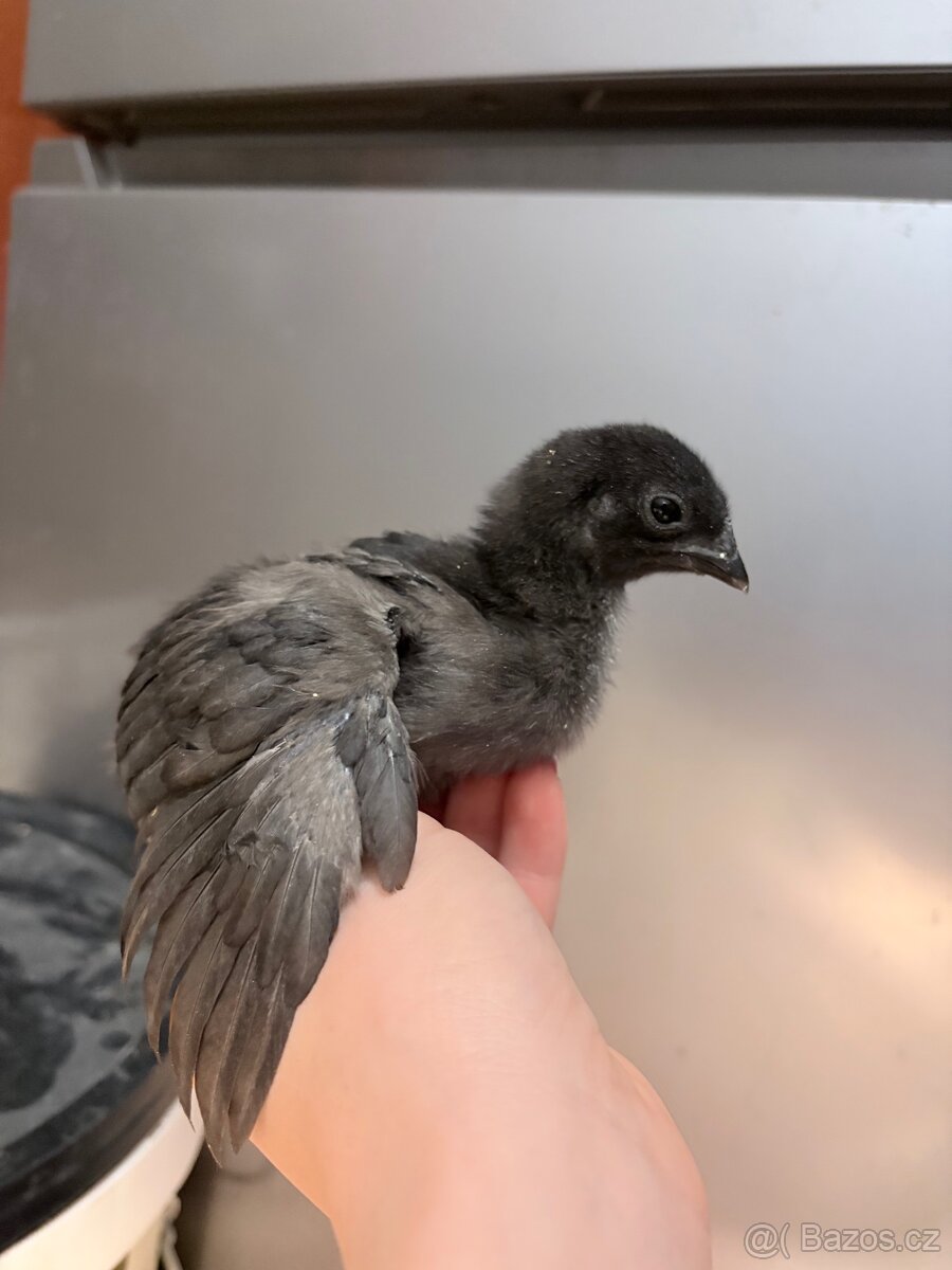 Kuřata Ayam Cemani - 3