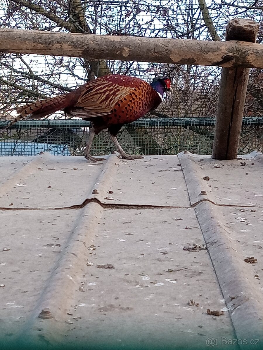 Bažant obecný - 3