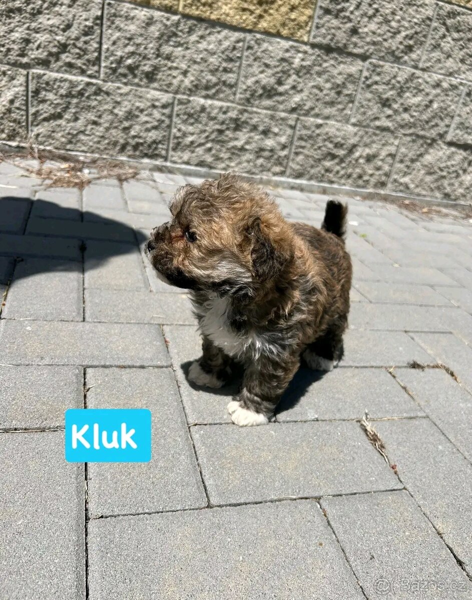 Maltipoo - 3