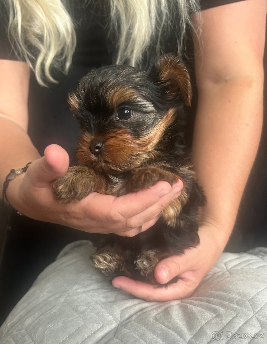 Jorkšírský teriér - 3