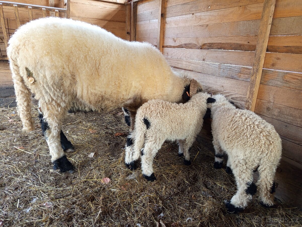 Walliserská ovce - 3