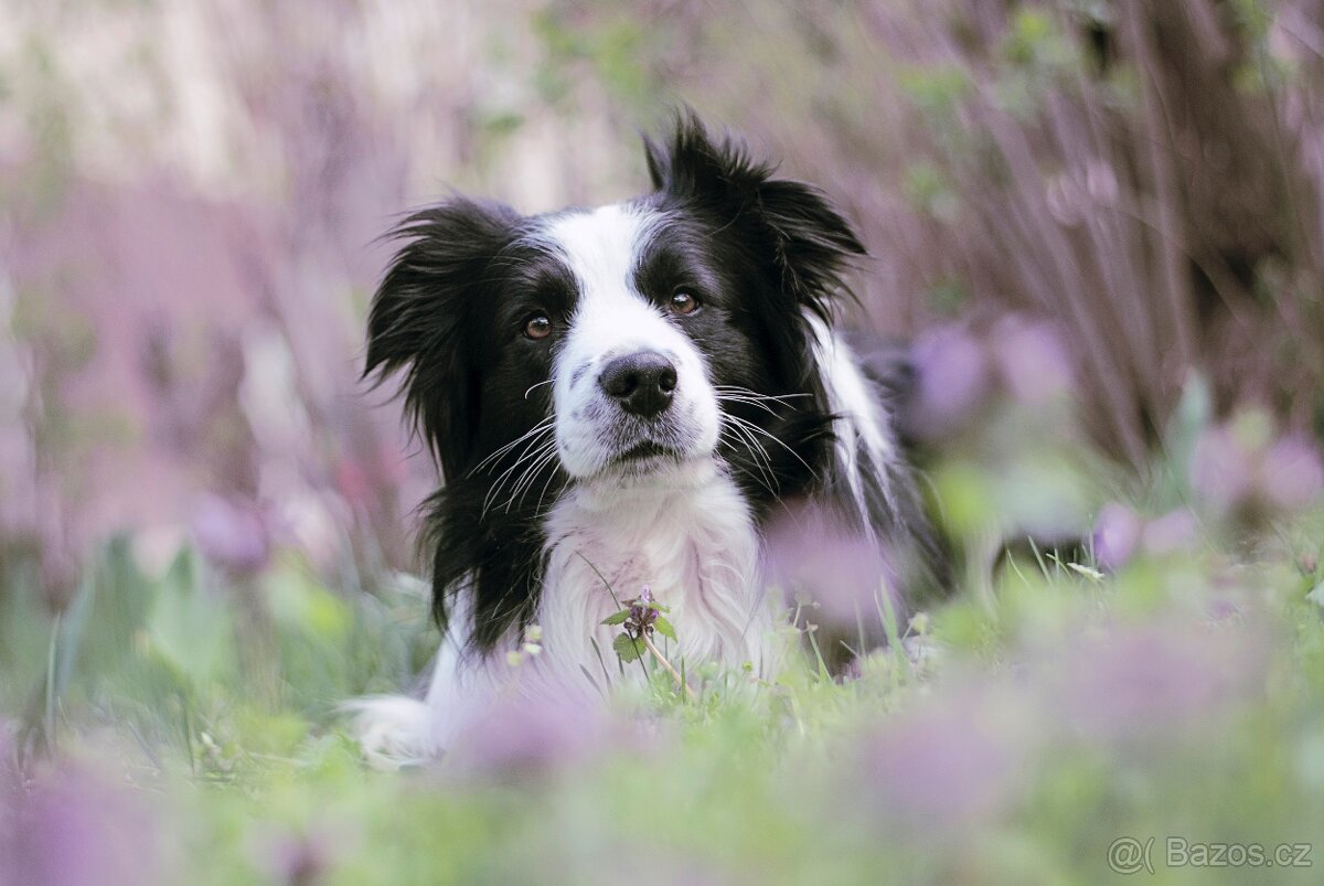 Hledá se nevěsta Nabízím ke krytí pejska Border kolii s PP - 3