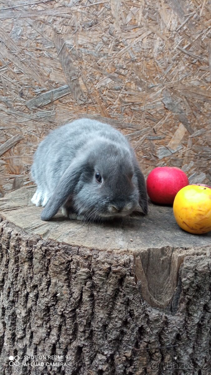 Zakrslý Beránek - 3