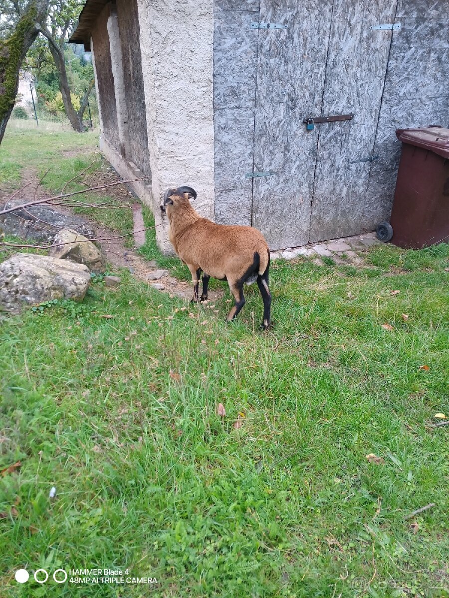 Kamerunský beran - 3