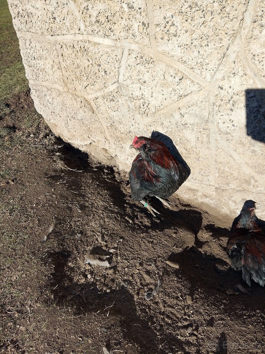 Kohout Araukana a Maranska - 3