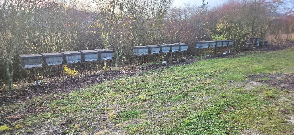 včelí oddělky 2026 včely včelstva - 3