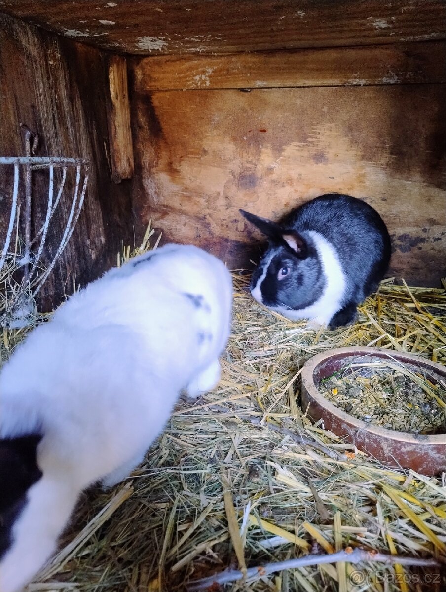 Prodám mladé králiky - 3