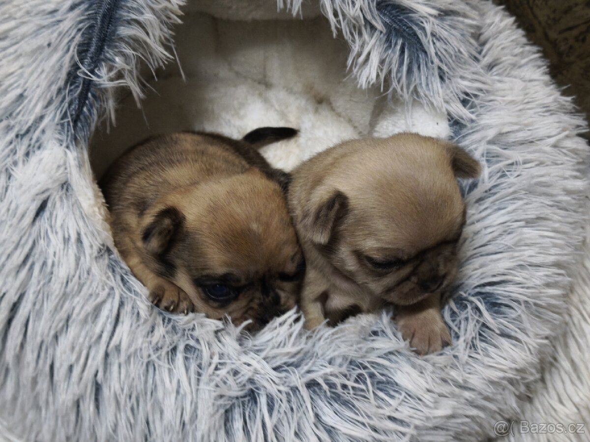 Mops kříženci - 3