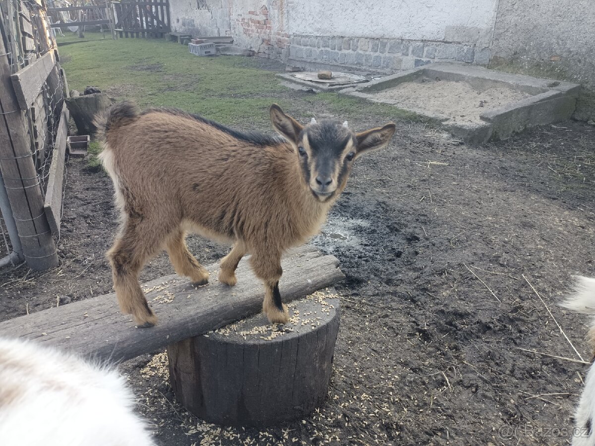 Holandská zakrslá koza - 3