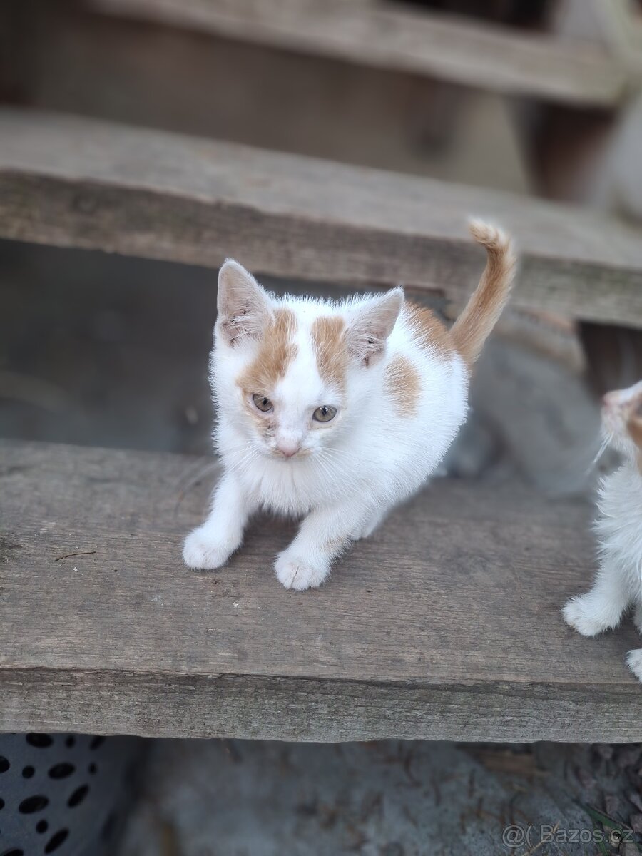 Daruji koťátka - 3