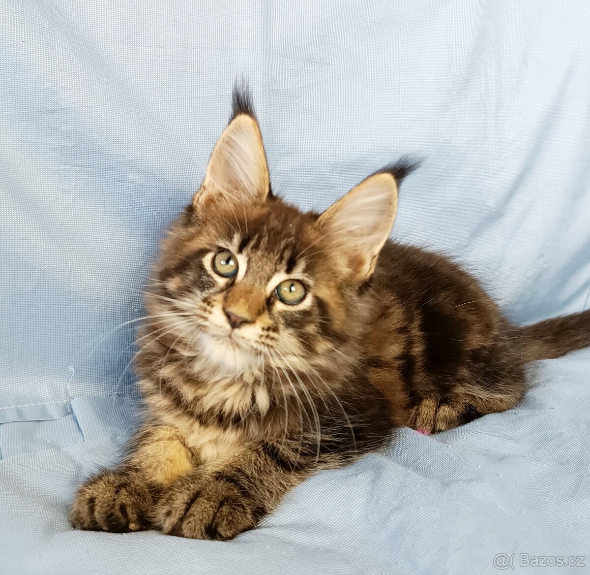 Mainská mývalí- kočička s PP - 3