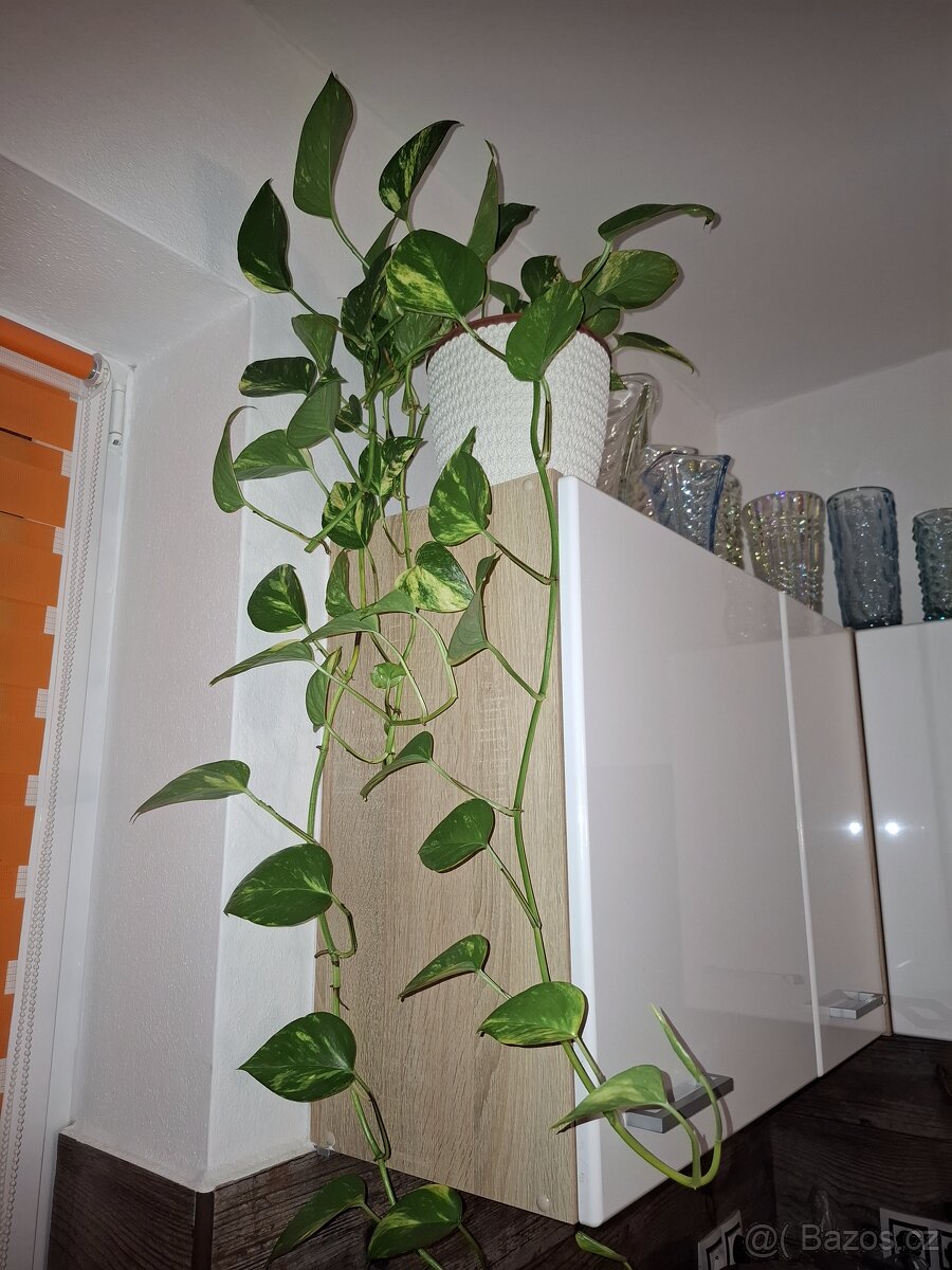 Pokojové květiny - 3