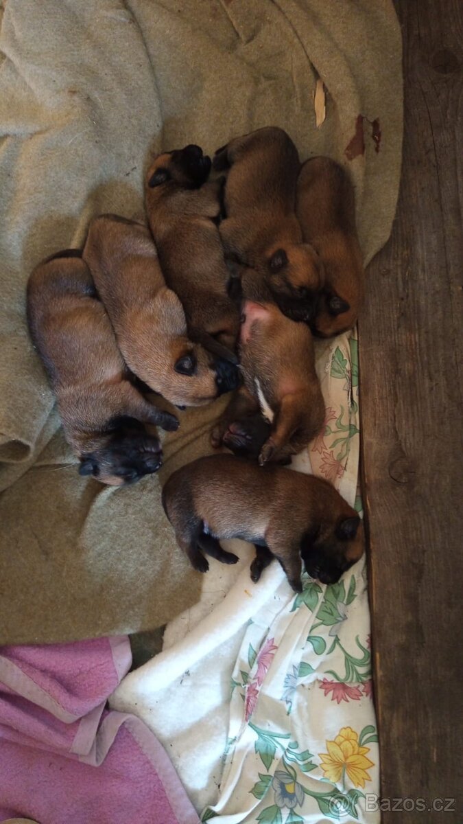 Prodám štěňata Belgický ovčák bez pp - 3