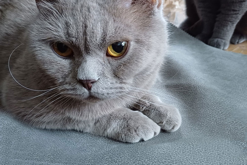 Koženka pro čtyřnohé mazlíčky - písková barva Sand - 3