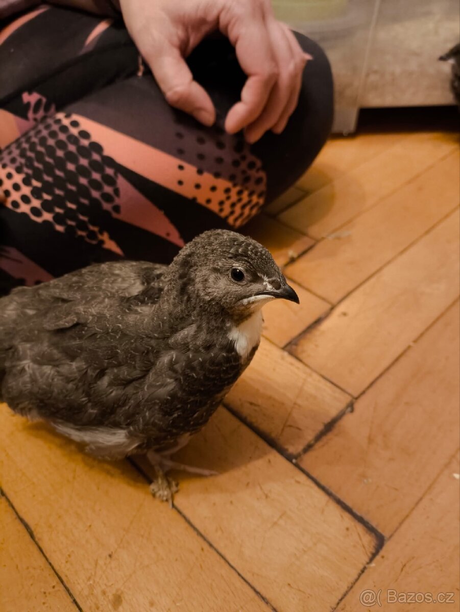 Kohoutci křepelek americký mix - 3