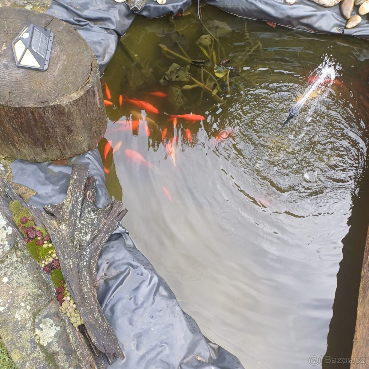 Jezírkové rybičky - 3