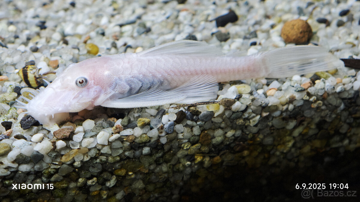 Ancitrus Snow White L144 - 2x samec - 3