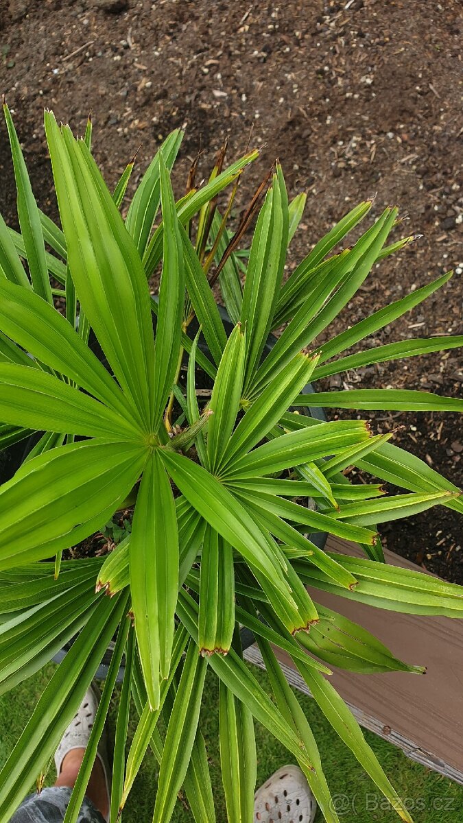 Palma Trachycarpus fortunei - 3
