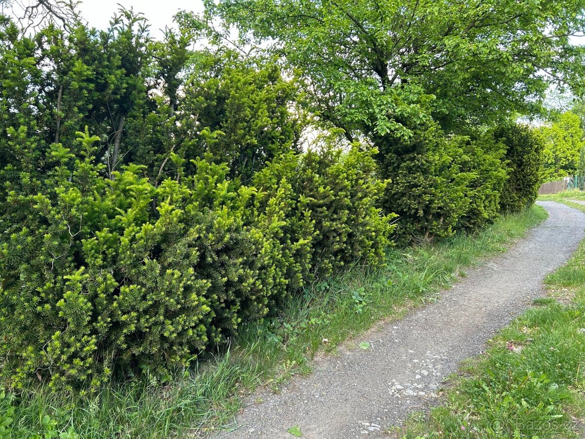 Prodej zahrady 376 m², Stružnice - Bořetín. - 3
