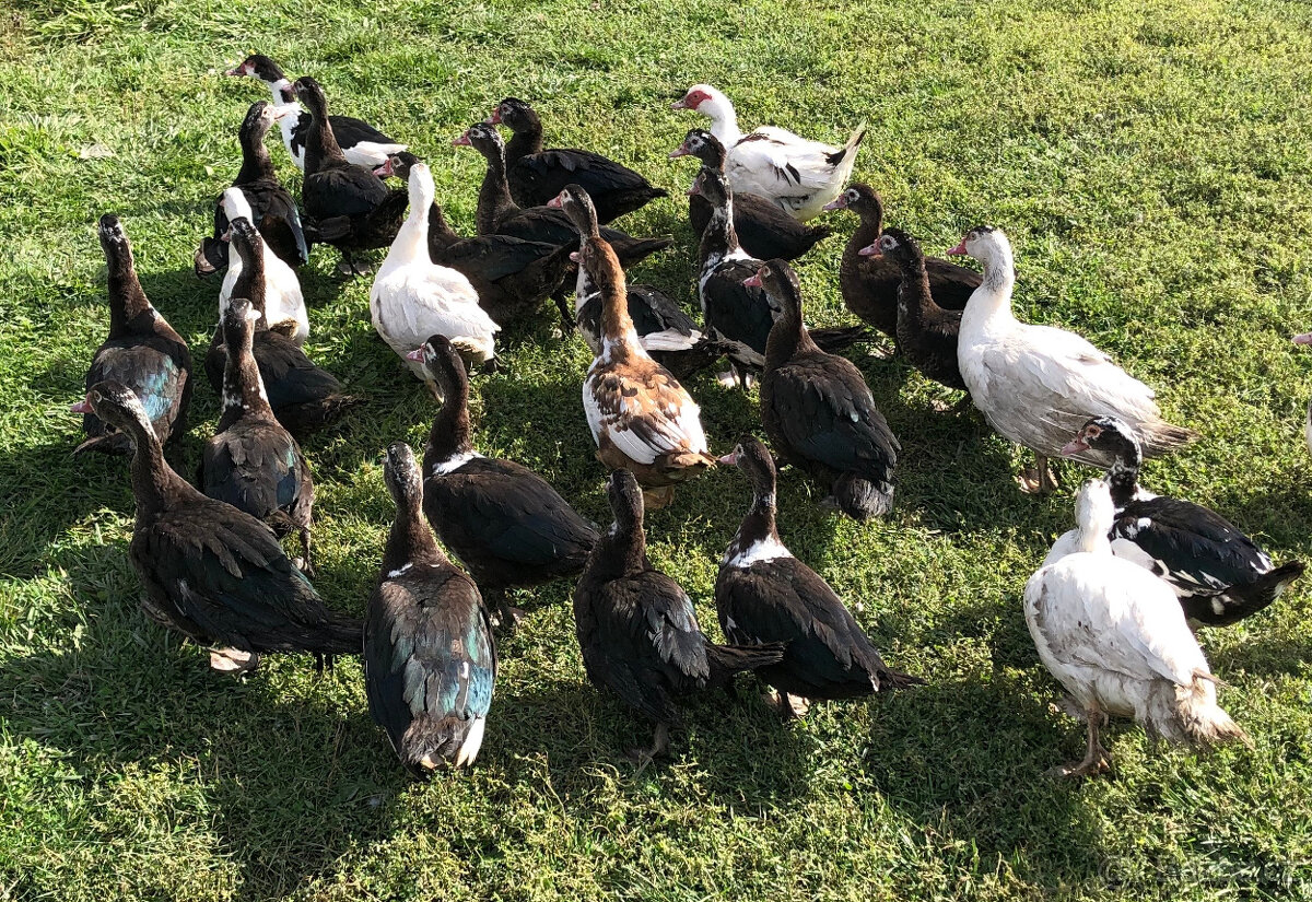 Kachny a Kačery pižmovky - 3