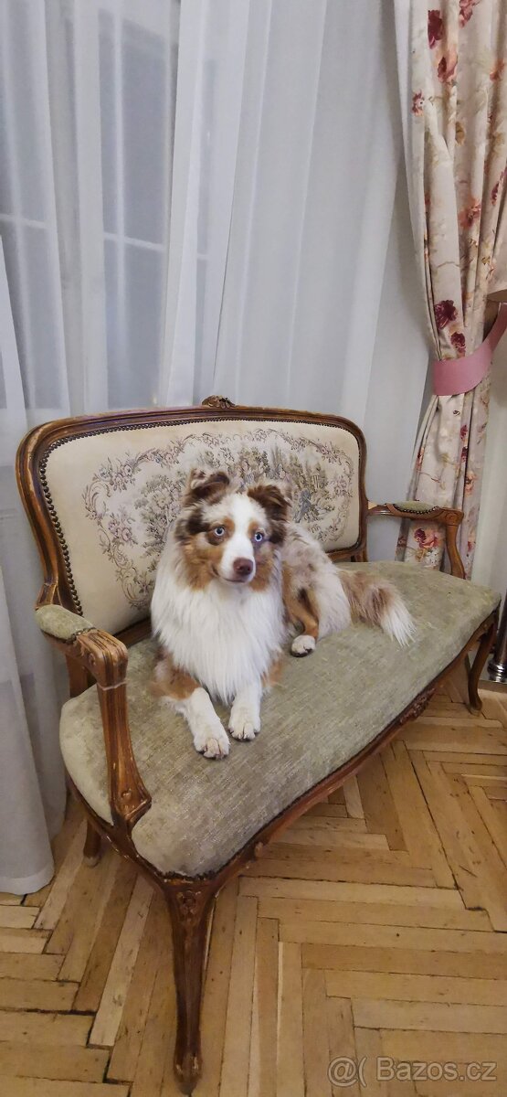 Miniaturní americký ovčák Mini Aussie MAS ke krytí - 3