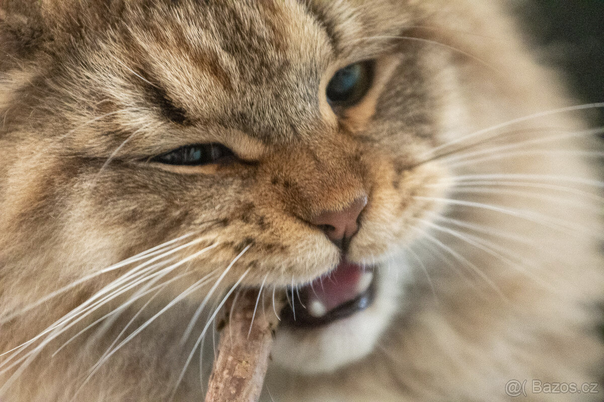 Sibiřská kočka, kocourek Nero s PP - 3