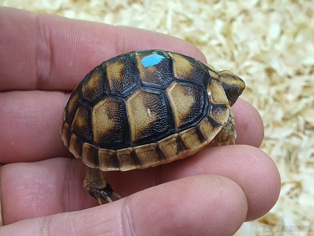 prodám mláďata želva zelenavá a vroubená - 3