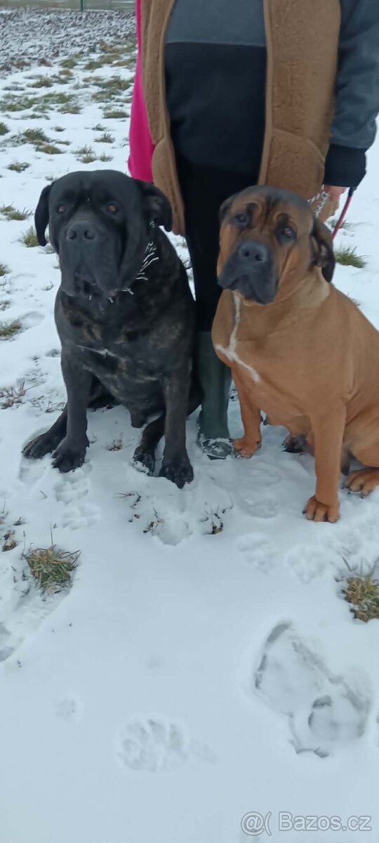 Štěnata cane corso - 3